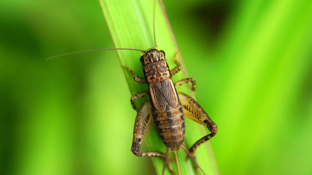 A cricket on a green leaf