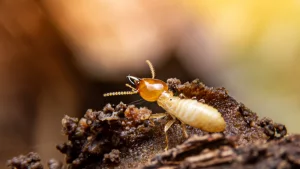 A drywood termite searches for food on the ground.