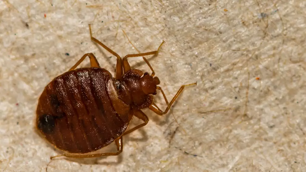 a picture of a bedbug that could be mistaken for a cockroach