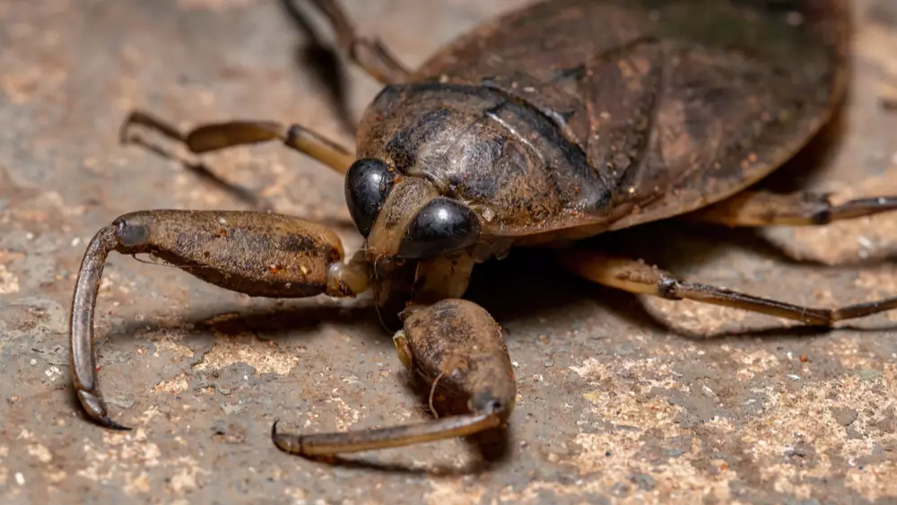A picture of a giant waterbug