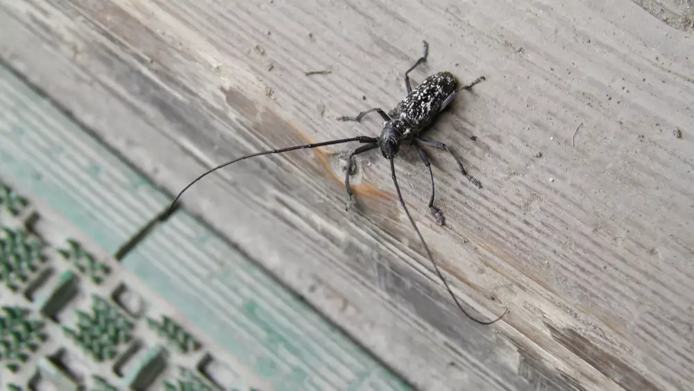 An Asian Longhorn beetle sitting on the ground in Florida.