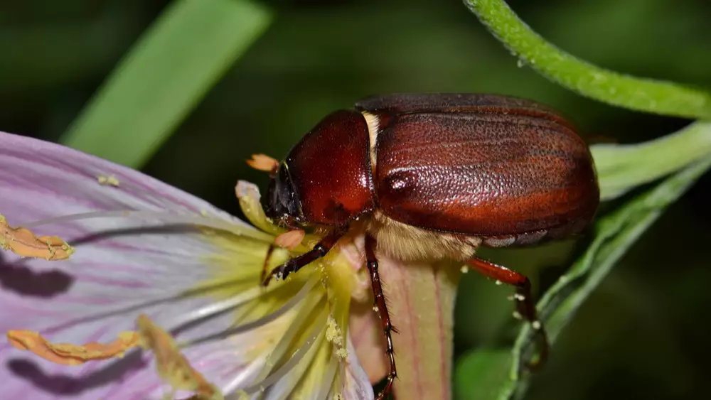 A june bug sitting on a flower in Florida