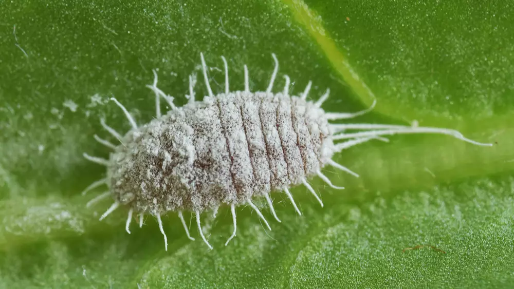 an extreme close up of a Mealybug