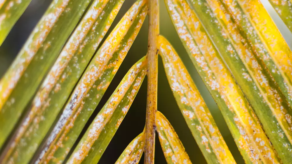 Yellow spots caused by royal palm bugs on palm trees