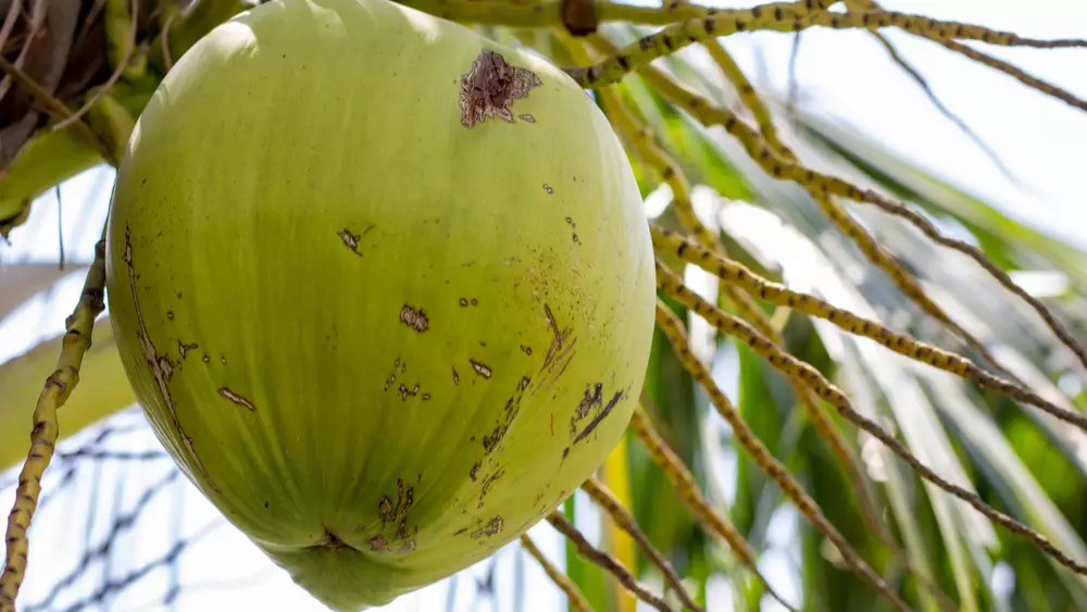 coconut mite damage to a coconut husk