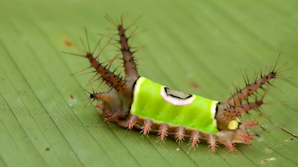 a close up of a saddleback caterpillar.