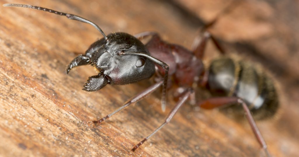Close up of a carpenter ant showing all three sections of the body