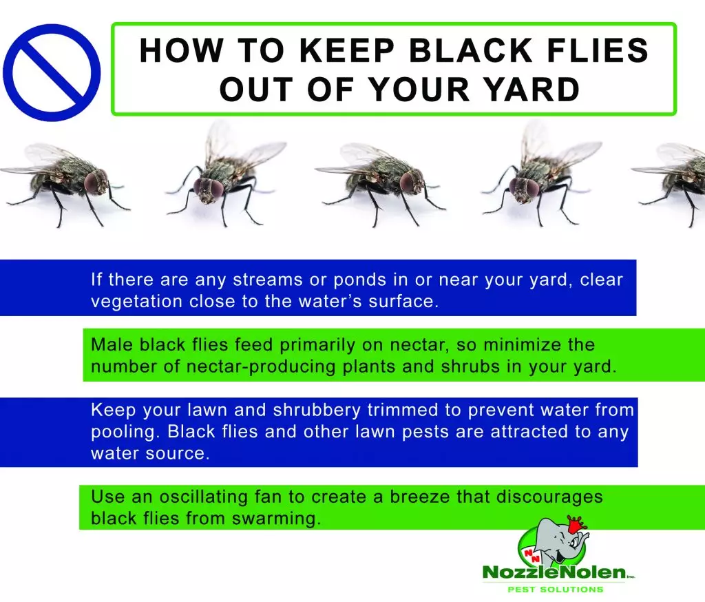 A graphic explaining how to keep black fly swarms out of your yard.