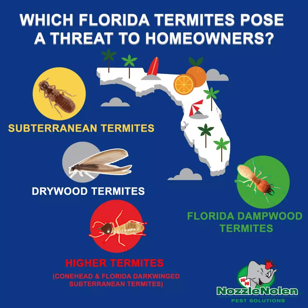 A graphic showing which type of termites are a threat in Florida