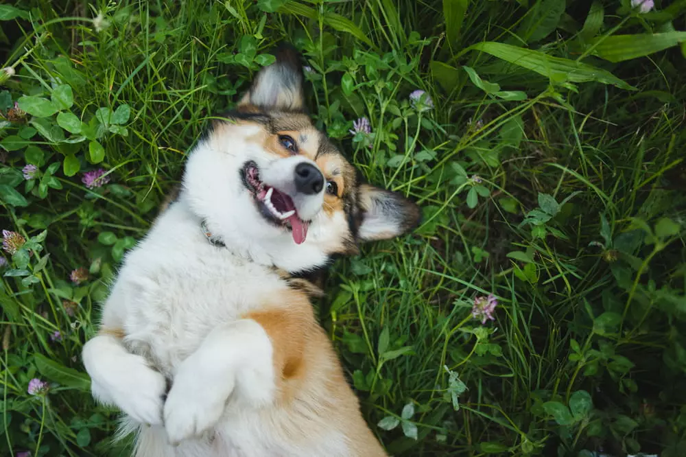 a happy dog outside in grass