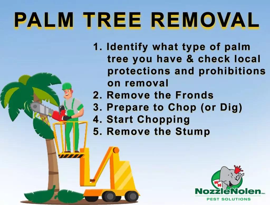 A graphic that includes the 5 steps of palm tree removal