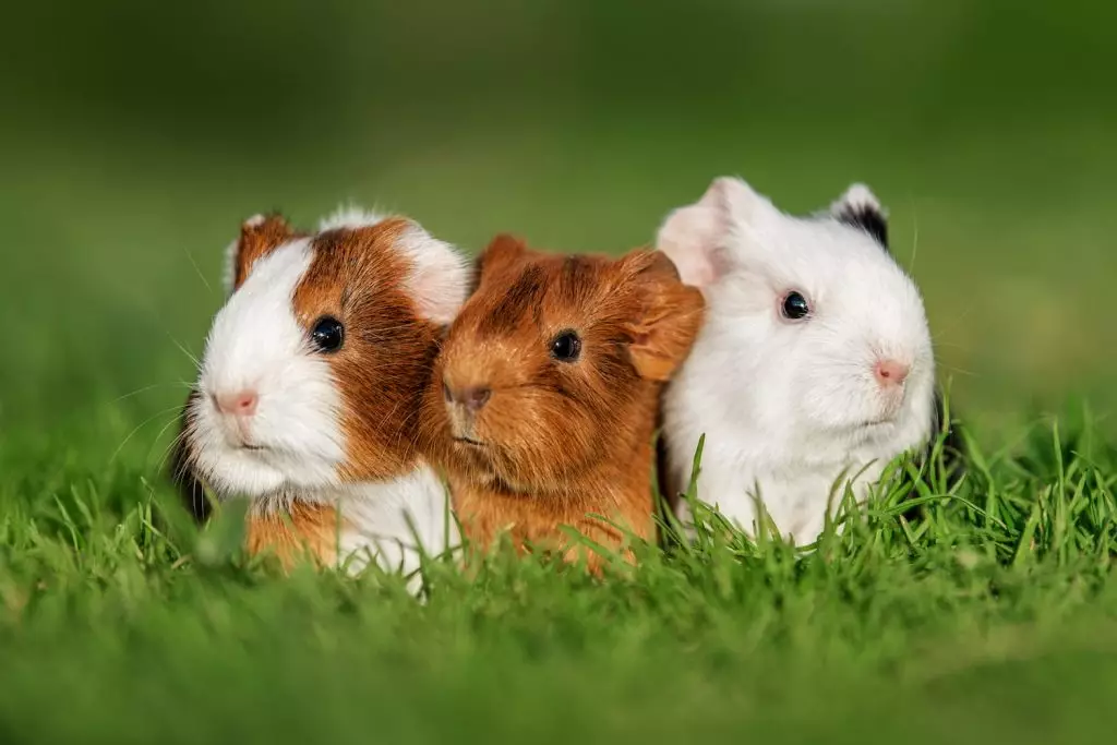 three hamsters outside in grass