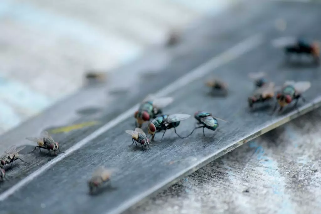 Black flies congregate outside a home.