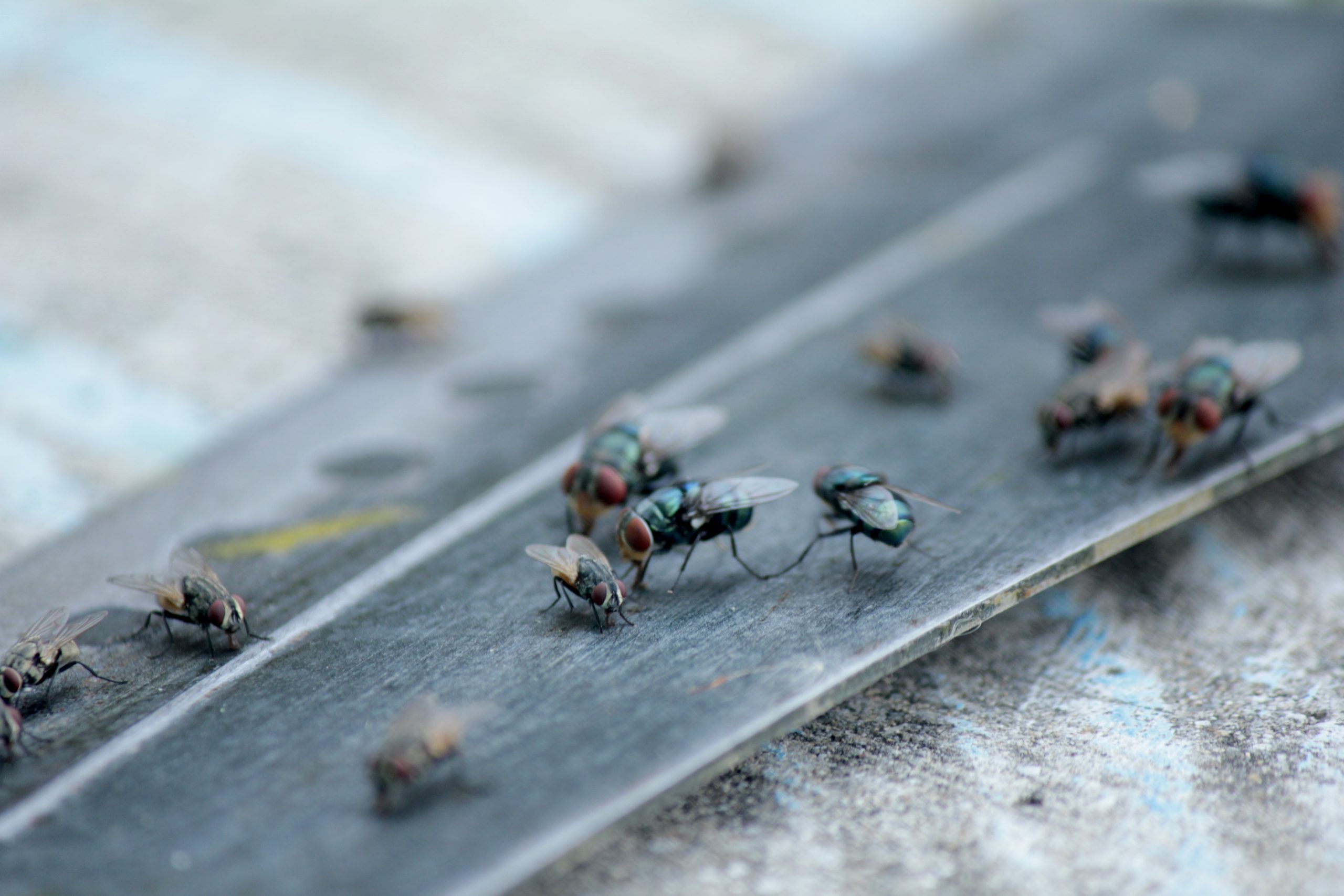 Black flies congregate outside a home.