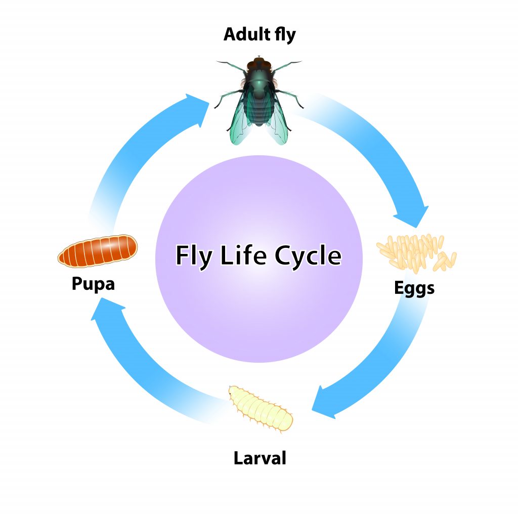 a graphic displaying the life cycle of a black fly