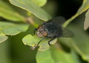 Closeup view of a black fly on a leaf