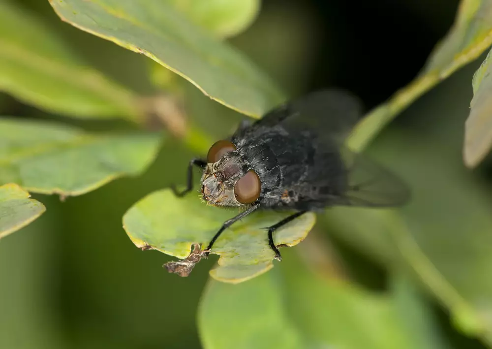 Closeup view of a black fly on a leaf