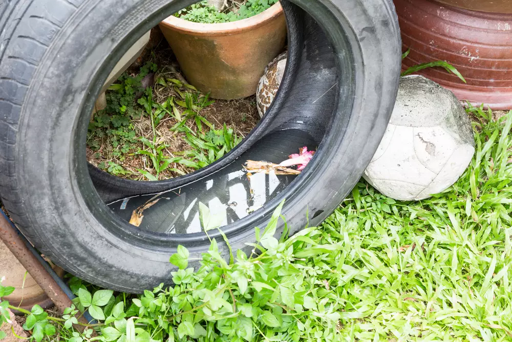  an old tire filled with water which is an ideal mosquito breeding ground