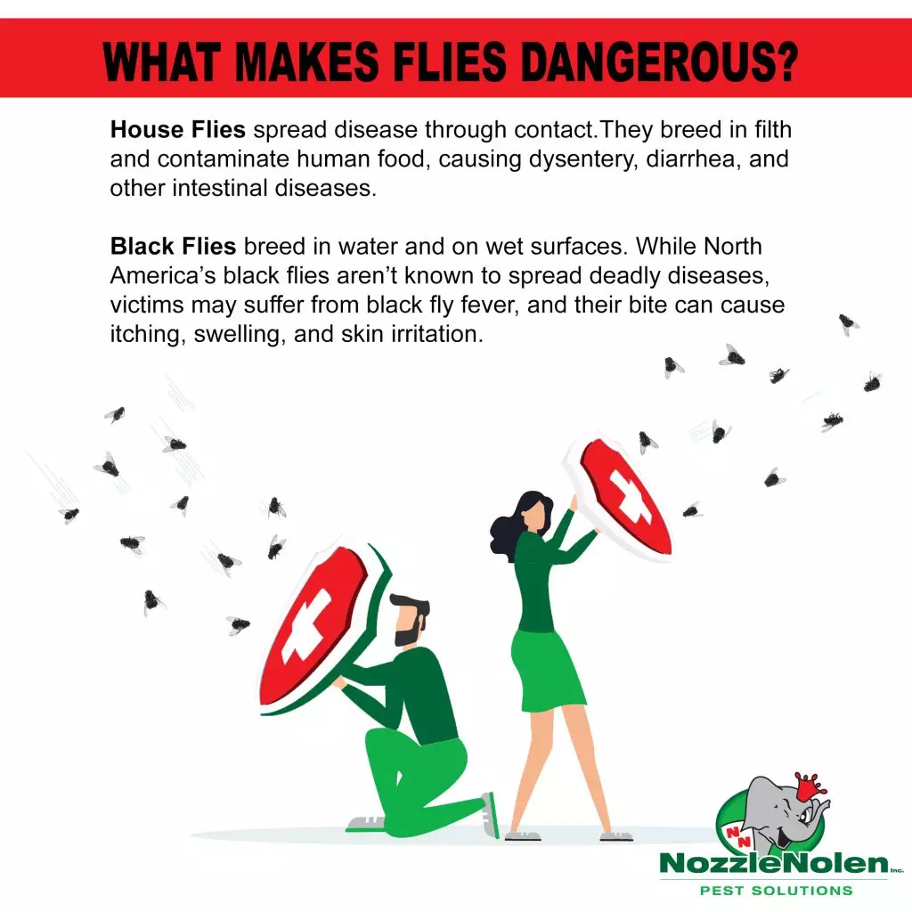 a graphic explaining what makes house flies and black flies dangerous