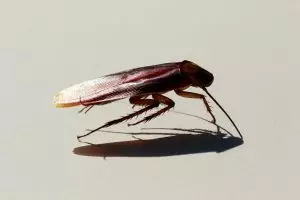 A Palmetto bug, or Florida woods cockroach, in profile with dark shadow below