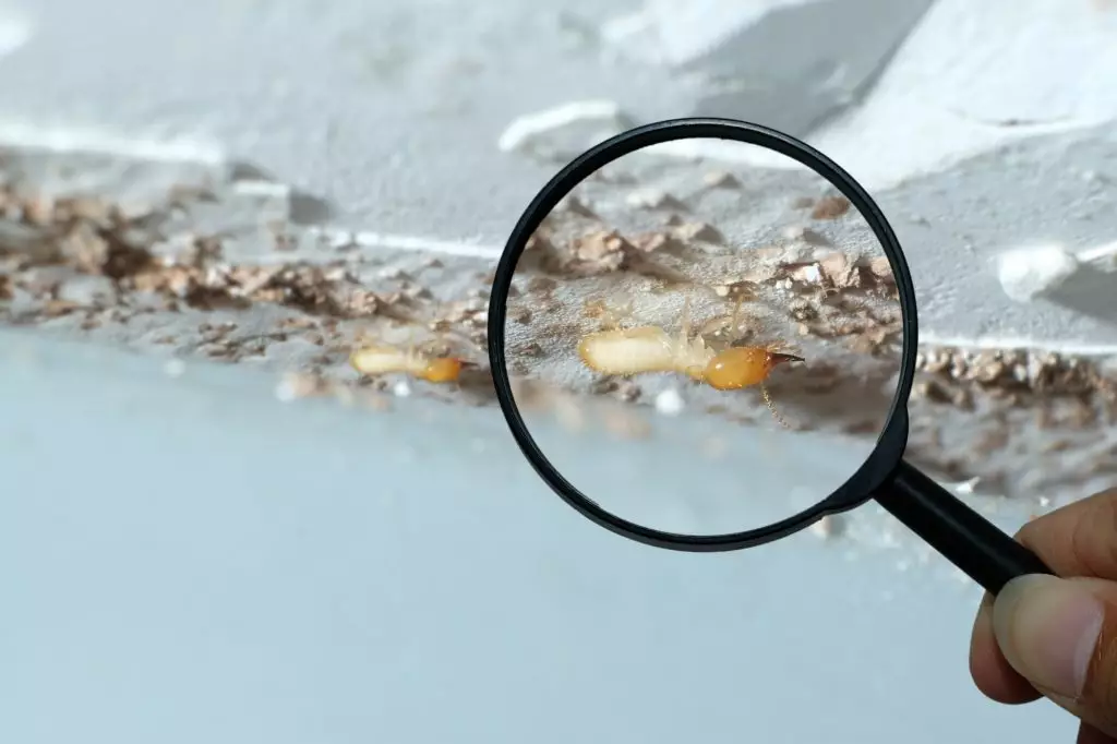 A magnifying glass held above a Drywood termite inside a home.