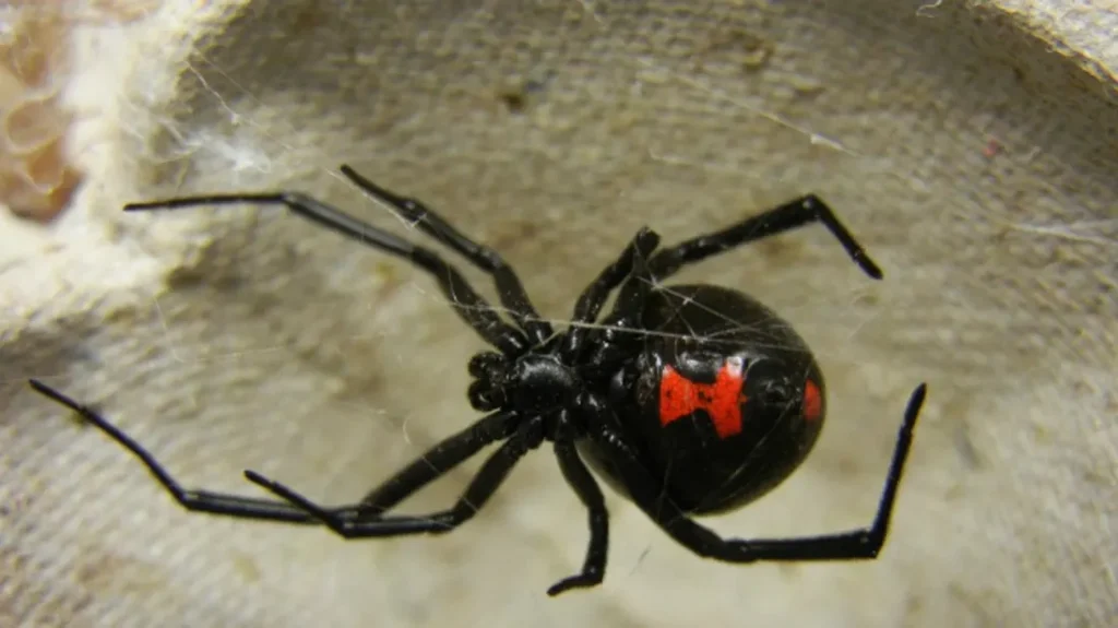 A Black Widow Spider In Its Web Stock Photo By ©neilld, 58% OFF