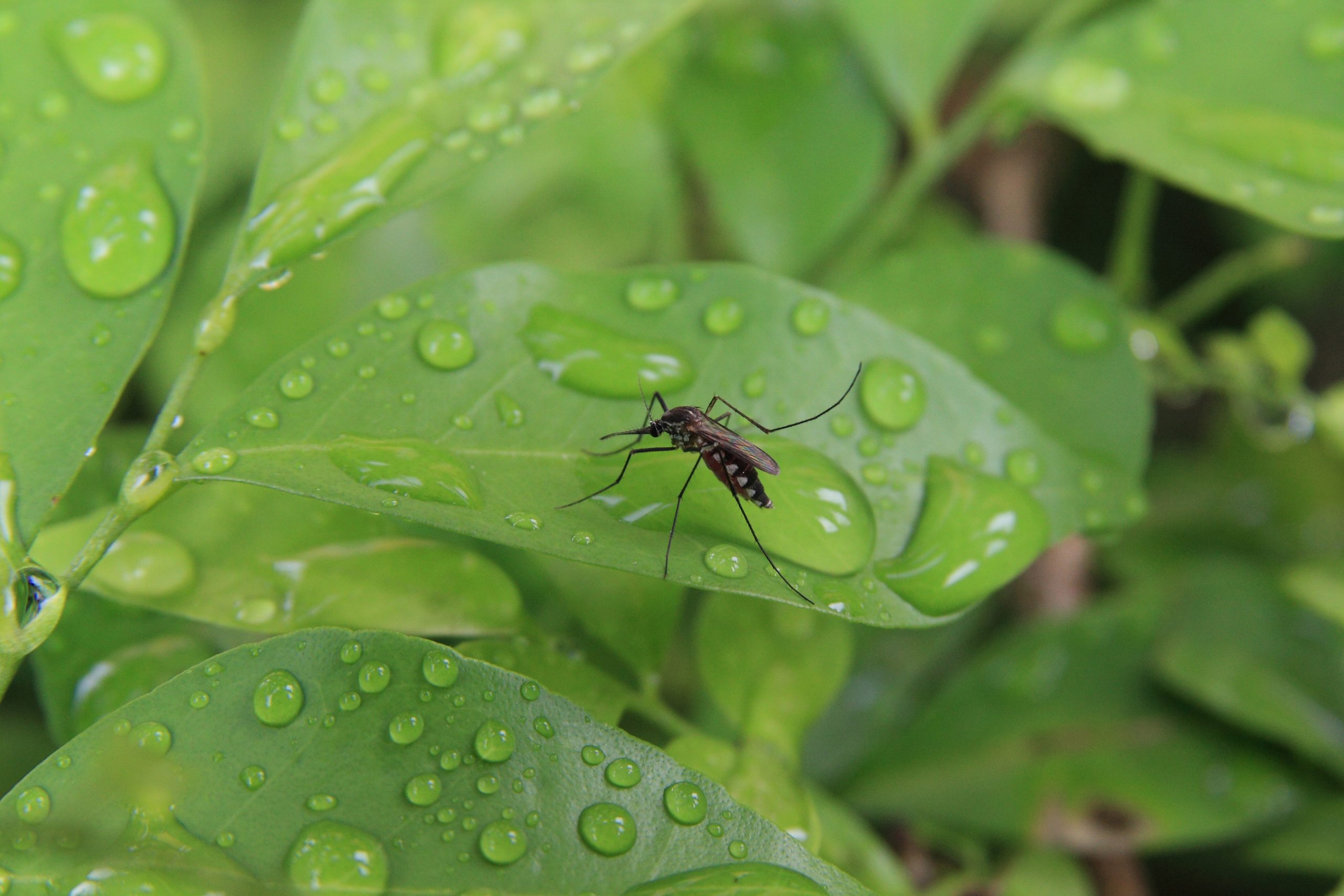 Mosquito on dewy leaf