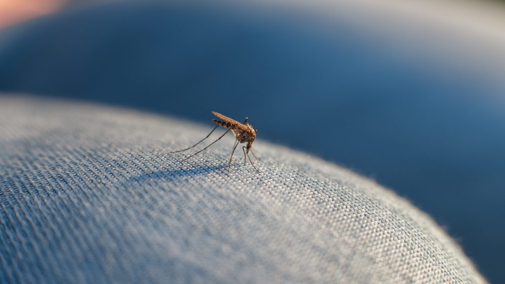 Mosquito Bite Through Fabric