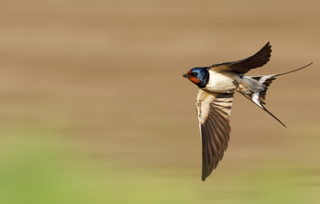 Swallow Flying Fast