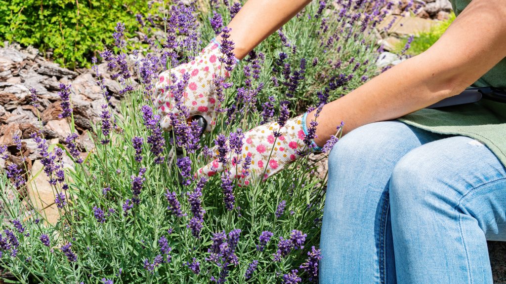 Gardener Planting Lavender