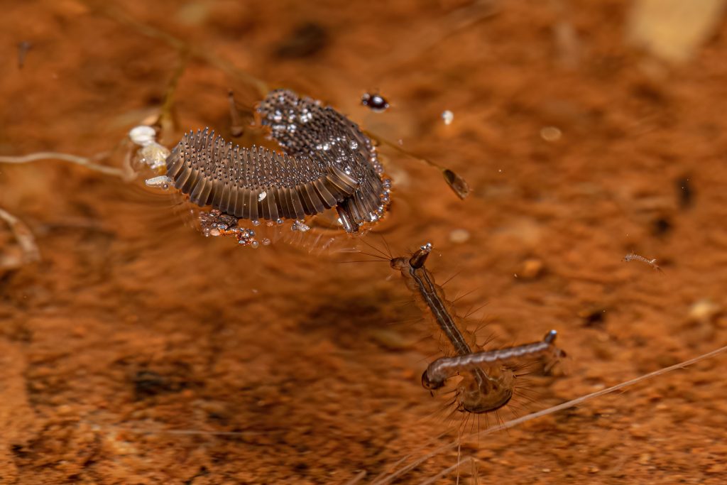 Mosquito Eggs