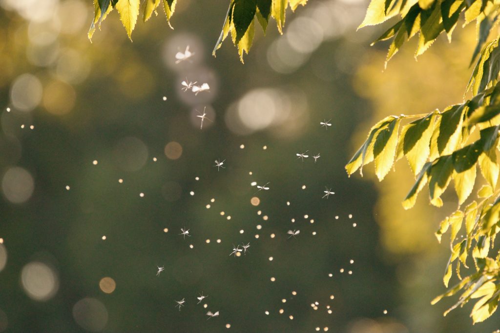 Mosquito Swarm Flying at Dusk