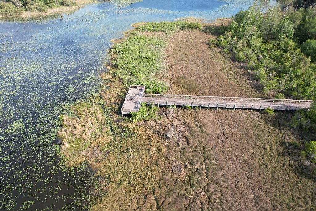 Florida Wetland Ecosystem