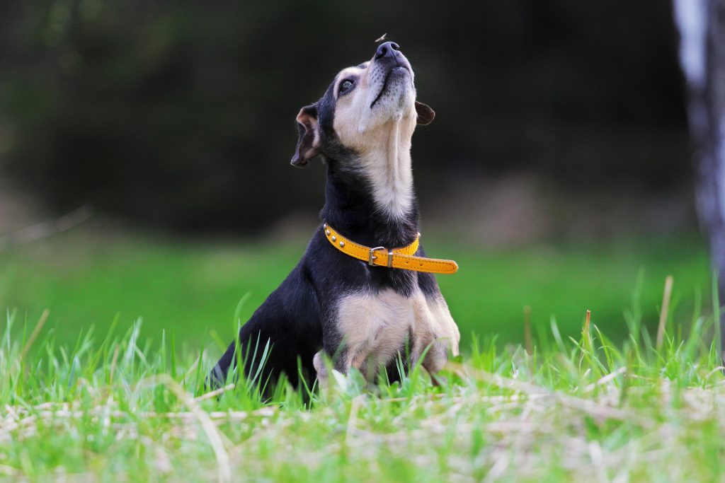 Small Dog with a Mosquito on it's Nose