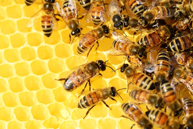 Honeybees swarm their nest 
