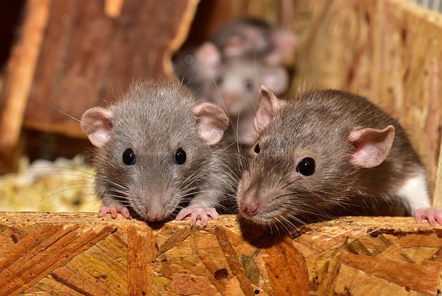 Three rats entering a home 