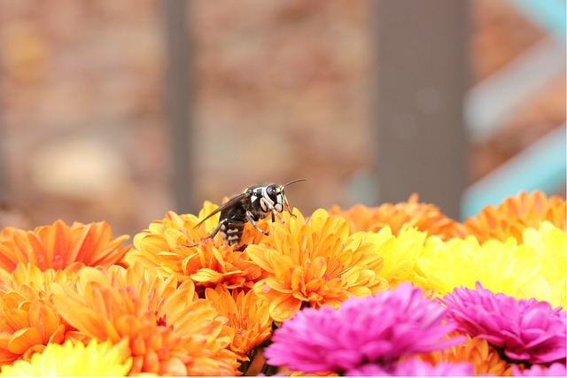 Bald-faced hornet hovering over colorful flowers