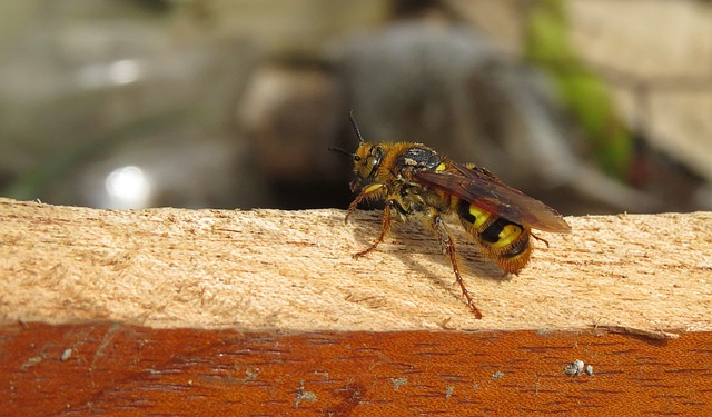 Yellowjacket perched on wood 