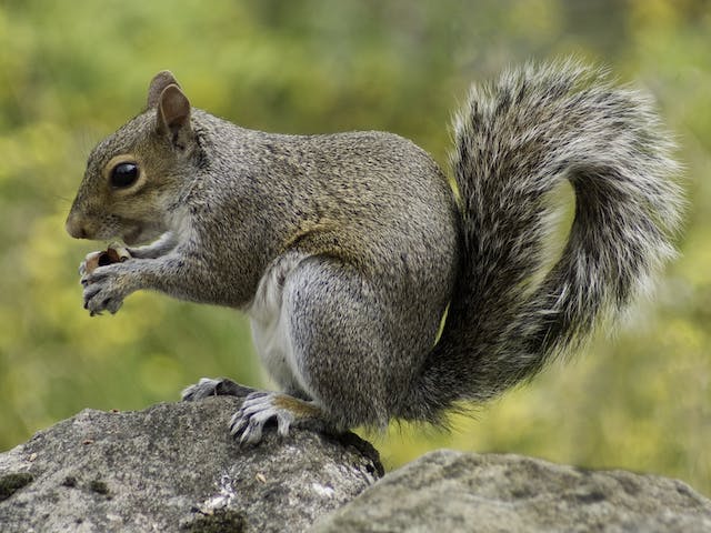 Squirrel eating acorn 