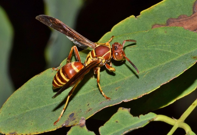 Paper Wasp resting on a leaf