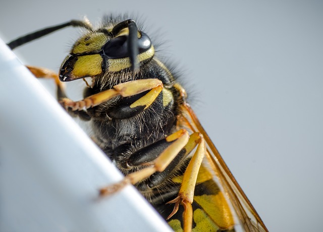 Close-up of perching wasp
