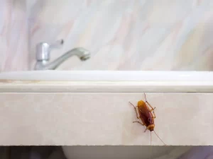Palmetto bug/Cockroache