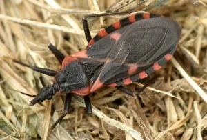 Kissing bug 
