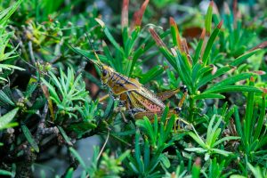 Locust Bug/Grasshopper 