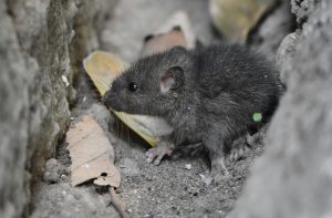 A small, dark-colored rodent is nestled between rocks and leaves, with a curious expression.