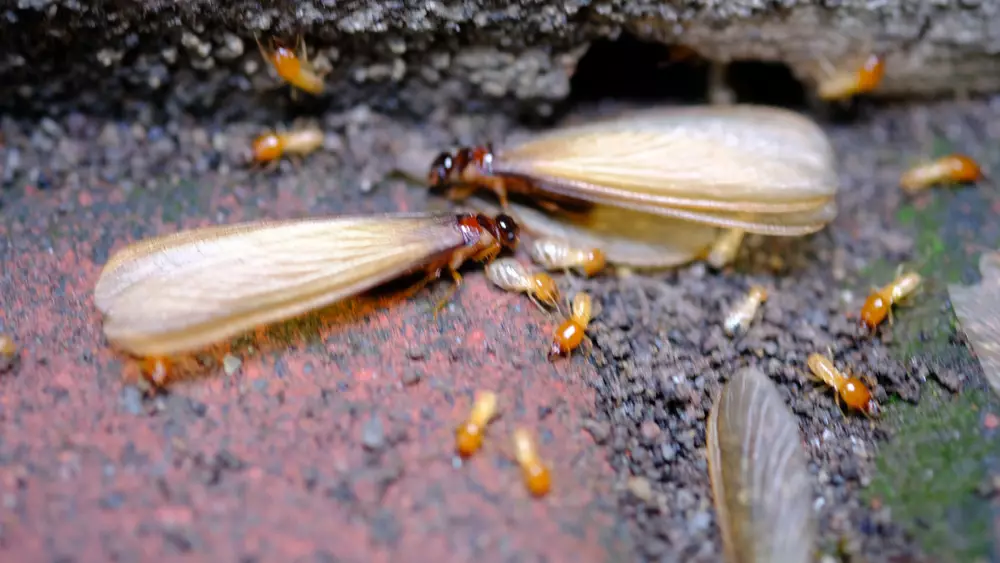 Flying Termite in Florida 