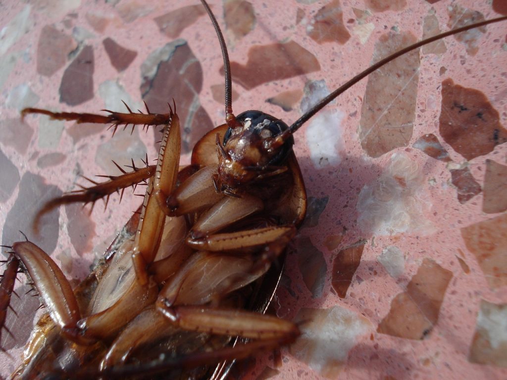 Cockroach lying on its back 
