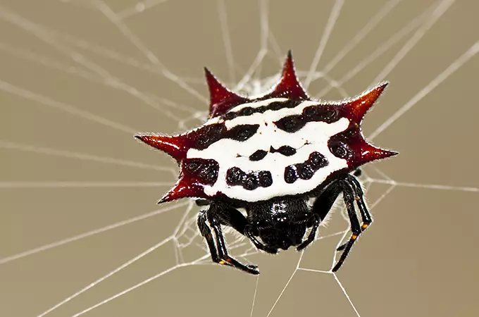 Orbweaverspider in Florida