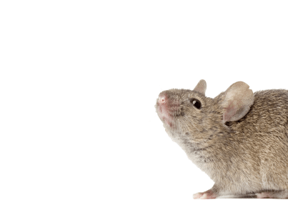 A small, gray mouse with pink ears and a pointed nose stands on a plain white background, looking upward to the left.