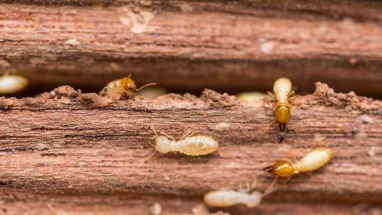 Termites